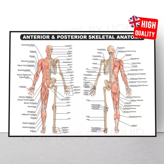 Muscular System Human Human Muscle Anatomy Chart Body Educational Poster