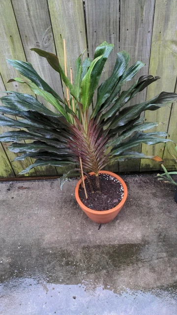 SINGAPORE TWISTCORDYLINE FRUTICOSA Hawaiian Ti Plant*Good Luck