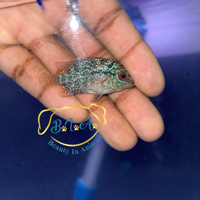 Flowerhorn fry Super Red Dragon/Gold Base Fader. 1.5” Big KOK Gene Beautiful Fry