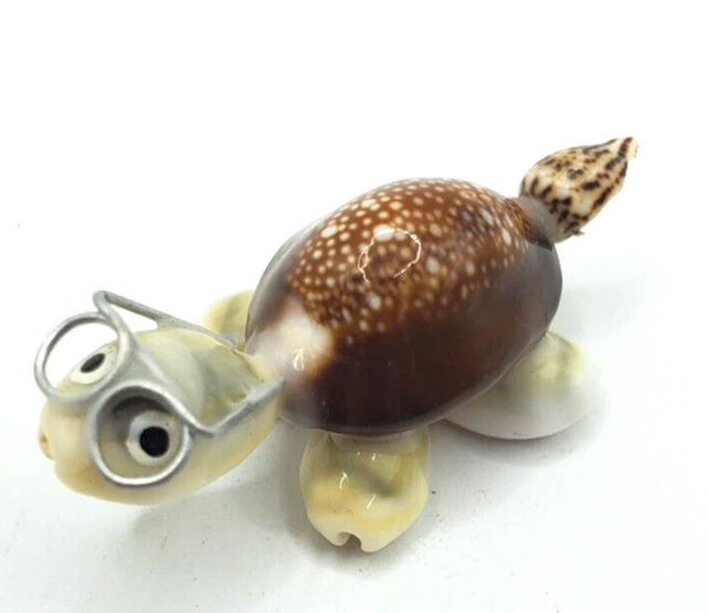 Smart Turtle of Shells Wearing Glasses Happy Home Needed