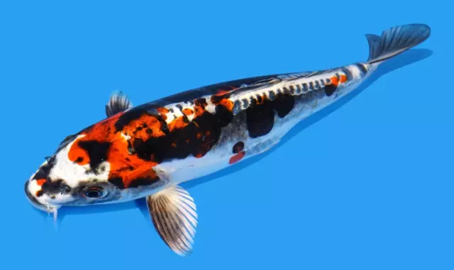 Live koi fish  10-11" Kin Kikokuryu Ghost  female Koibay