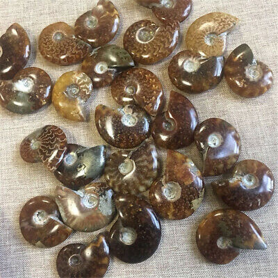 1pc 100% Natural Nautilus Ammonite Fossil Specimen Shell Healing Madagascar