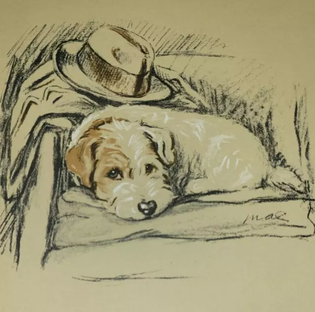 Denna, Sealyham Terrier Dog Drawing by Lucy Mac Dawson Art Print 1937