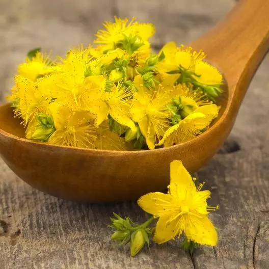 ST. JOHNS WORT Hypericum Yellow Medicinal Herb Perennial Non-GMO 200 SEEDS!