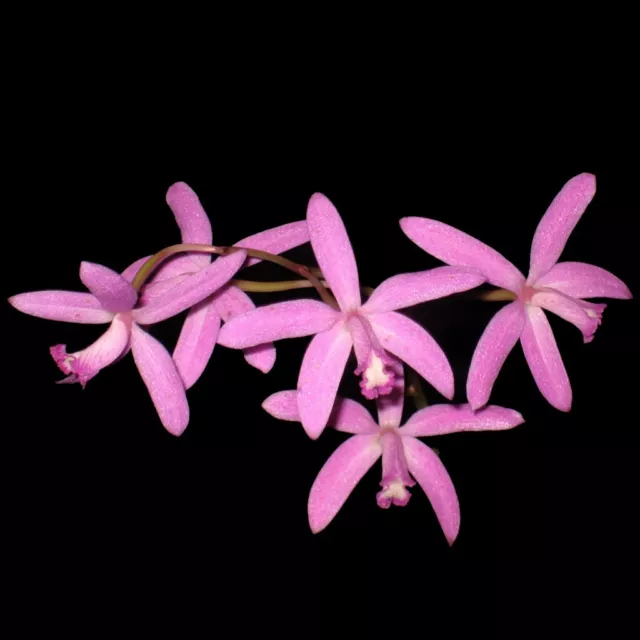 SPECIES Laelia mantiqueriae Excellent outcross Orchid Plant