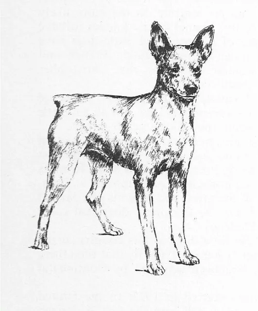 Miniature Pinscher #2 - CUSTOM MATTED - 1963 Vintage Dog Art Print 0507 CLD