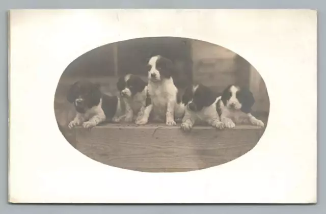Puppy Dog Litter RPPC Cute Antique Animal Photo Postcard 1910s
