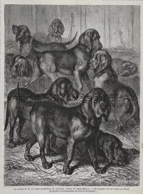 Dog Bloodhounds at Zoo in Paris, St. Hubert Hounds, Large 1870s Antique Print