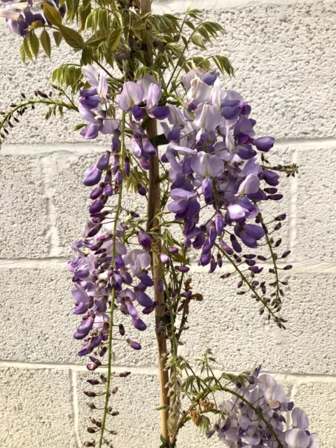 Wisteria Sinensis plant 2L 80-90cm flowering climber plant