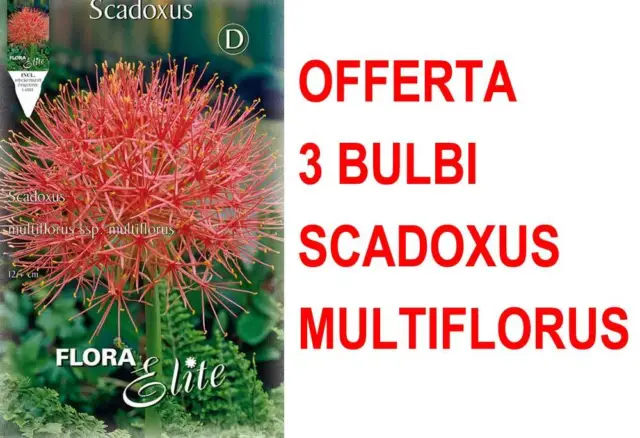 OFFRE 3 BULBES de Printemps Scadoxus Multiflorus Bulbes à Fleurs EUR 17 ...