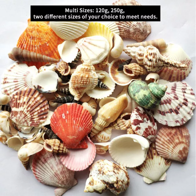 WEDDING SEA SHELLS Colorful Fish Tank DIY Crafts Photography Prop For  Decorating $13.78 - PicClick AU