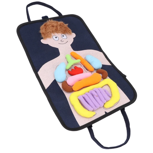 3D ORGAN APRON Puzzle Human Body Anatomy Apron Awareness Educational