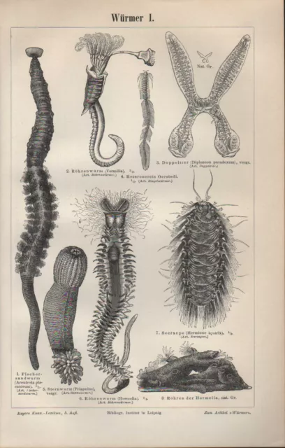 Lithografien 1897: Würmer I/II. Röhrenwurm Fischer-Sandwurm Seeraupe Leberegel