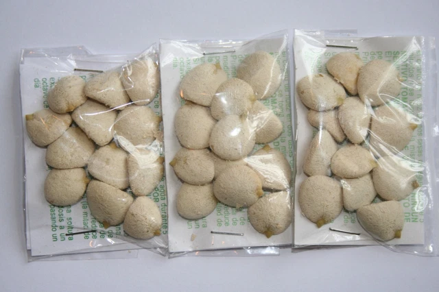 3 PACKS (36 ) Nuez de la India,original 100% GARANTIZADA,diet seed,dr ming pina 3 PACKS (36 ) Nuez de la India,original 100% GARANTIZADA,diet seed,dr ming pina