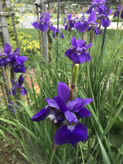 Tall Siberian IRIS Bright Purple White Perennial 3 live plants bare roots 3-4ft