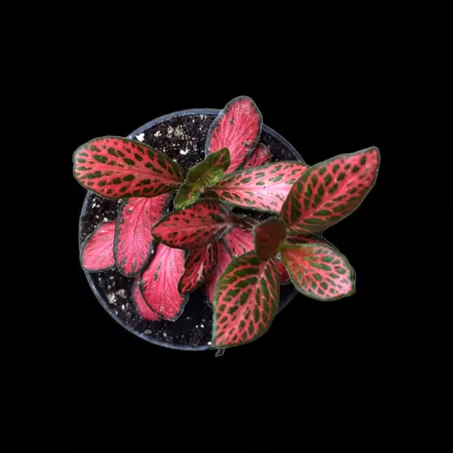 Fittonia verschaffeltii, Terrarien Pflanzen, Regenwald Terrarium Tropen, Zimmer 3