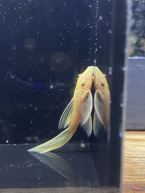 longfin lemon blue eye bristlenose pleco 1” (read description)