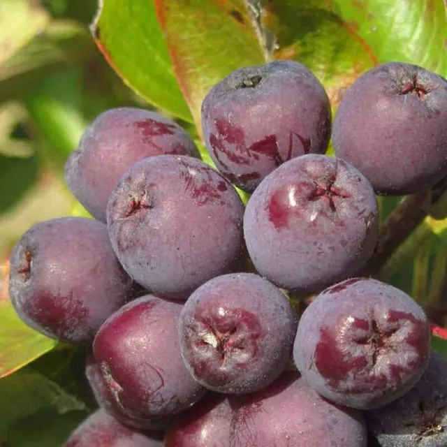 Sorbus 'Burka' - Sorbier à gros fruits