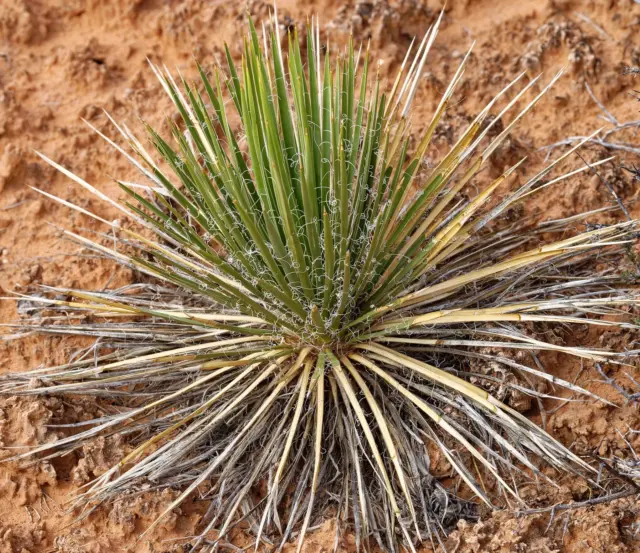 Yucca harrimaniae 10-15cm -  -