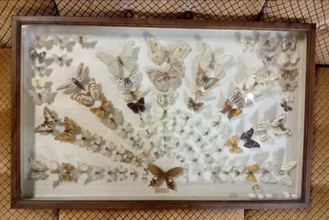 Ancien Et Grand Cadre Vitrine 94 Papillons Cabinet De Curiosité Taxidermie