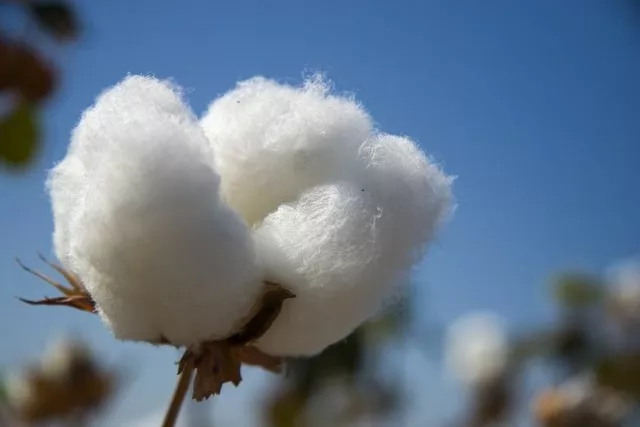 Gossypium Hirsutum - Cotone, 10 Semi Selezionati