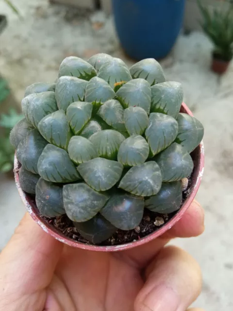 Haworthia planta con raiz de 5 cms plantas suculentas