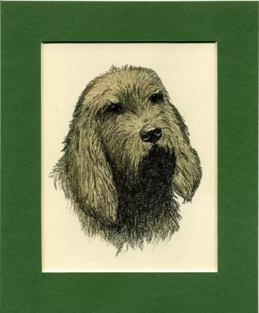 ~ Otterhound  ~ C Francis Wardle Hand Coloured Print Genuine Vintage 1935