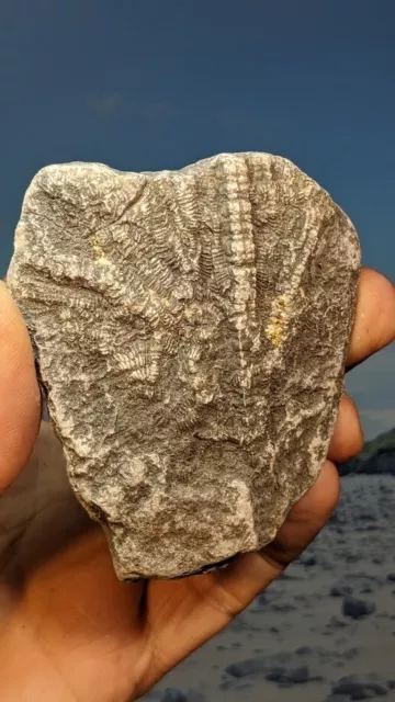 Crinoid Fossil Stems Segments in Matrix. Lyme Regis. 80mm x 70mm