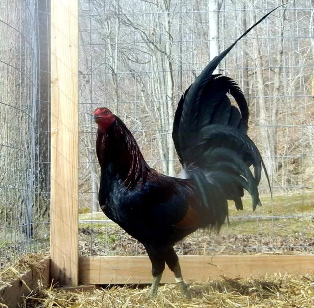 High Noon Leiper chicken poultry hatching eggs High Noon Leiper chicken poultry hatching eggs