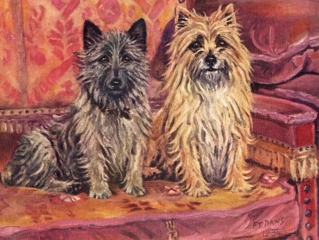 Cairn Terrier Named Dogs Old Dog Colour Art Print Page From 1934 By F. T. Daws