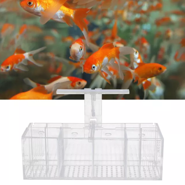 Aquaponic Fish Tank 4 Grids Desktop Fish Tank Rectangle Acrylic Betta Fish Tank