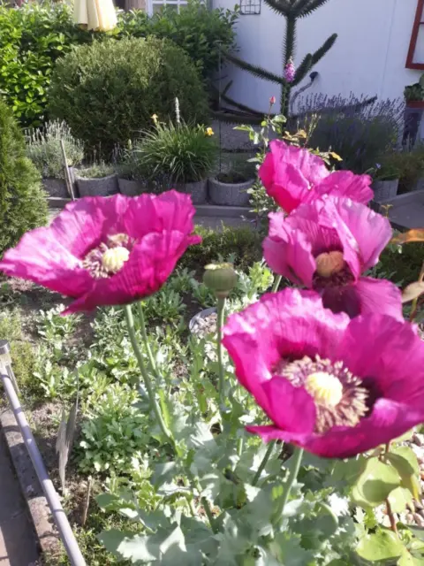 Mohn "Violett-Lila" (Papaver somniferium) ca. 100-150 Samen