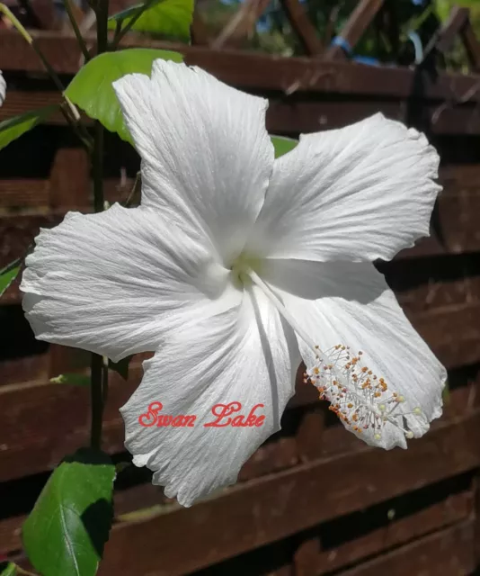 Hibiskus, Hibiscus rosa sinensis," Swan Lake "