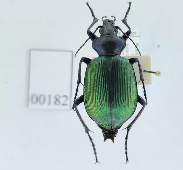 Calosoma sycophanta Carabidae beetle from West Siberia RARE LOCALITY