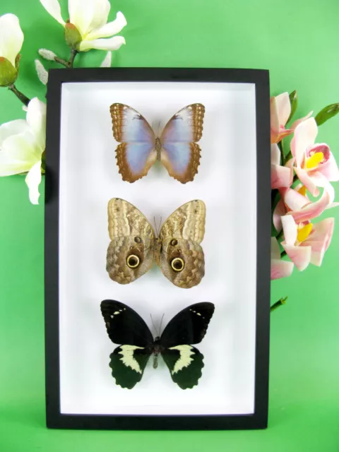 3 real beautiful and huge butterflies in the XXl showcase - single piece - 14