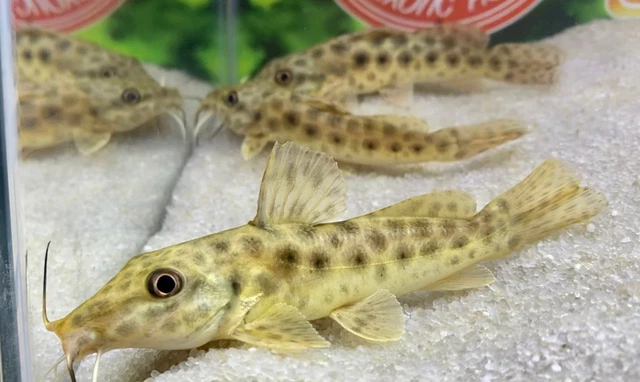 Giraffe Catfish / Auchenoglanis occidentalis - Live Freshwater Fish