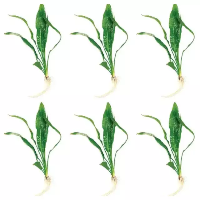 Amazon Sword plant Multi Pack