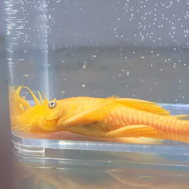 PACKAGE OF 3 BRIGHT YELLOW(1" to 1.5) "Blue-eyed Lemon Pleco.