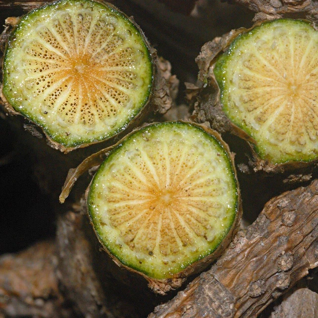 Tinospora cordifolia Guduchi Giloy tallo de ceilán raíces corte seco té de hierbas