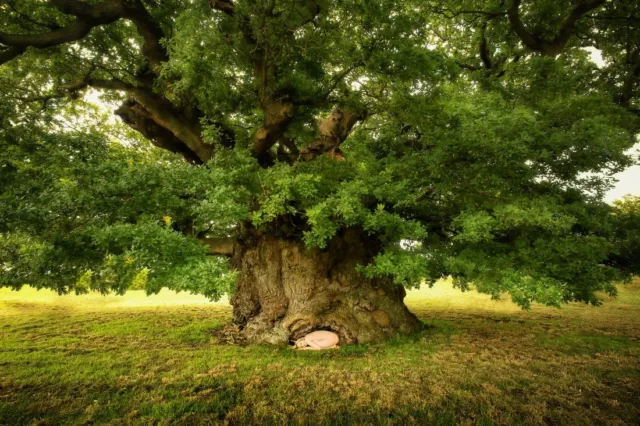 English oak tree - Quercus robur