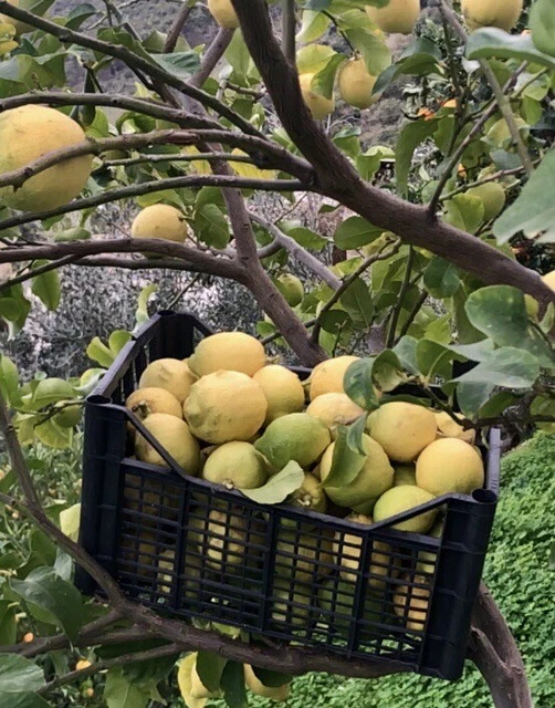 🍋Limoni biologici di Sicilia 🍋