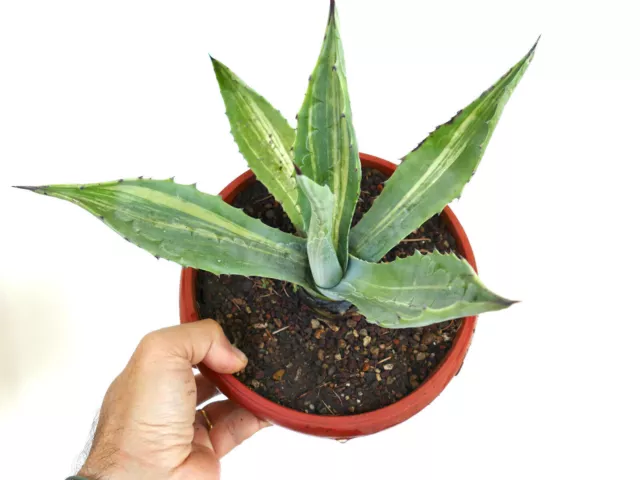 Agave americana STRIATA VARIEGATED C21