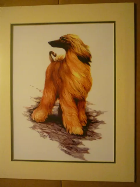 Afghan Hound dog print mounted for framing