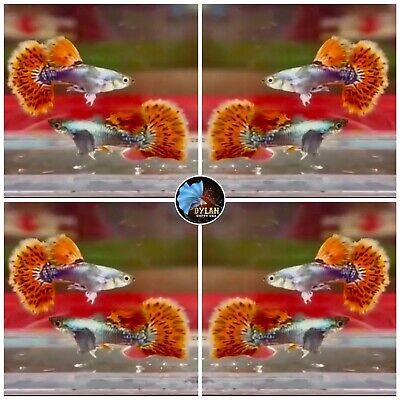 1 Pair - Dumbo Mosaic - Live Guppy Fish High Quality - Grade A