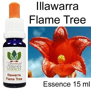ILLAWARRA FLAME TREE fiori cespuglio australiani essenze floreali australiane