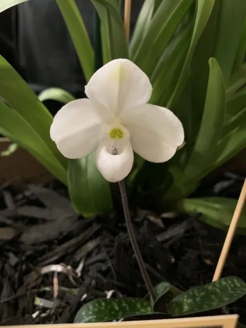 Orchid - Paphiopedilum St Swithin x thaianum