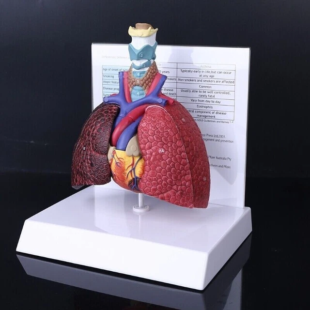HUMAN LUNG MODEL Anatomical Respiratory System Anatomy Teaching Tool ...