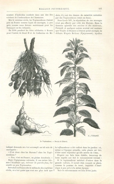 Culture du Topinambour truffe du Canada Plante /Cabriolet à Vapeur GRAVURE 1888