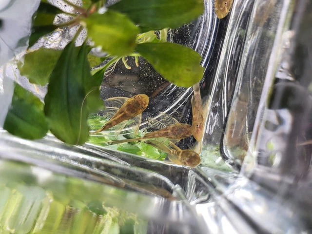 Tank Bred LONGFIN GREEN DRAGON Bristlenose Pleco 1-1/2+ inch 2