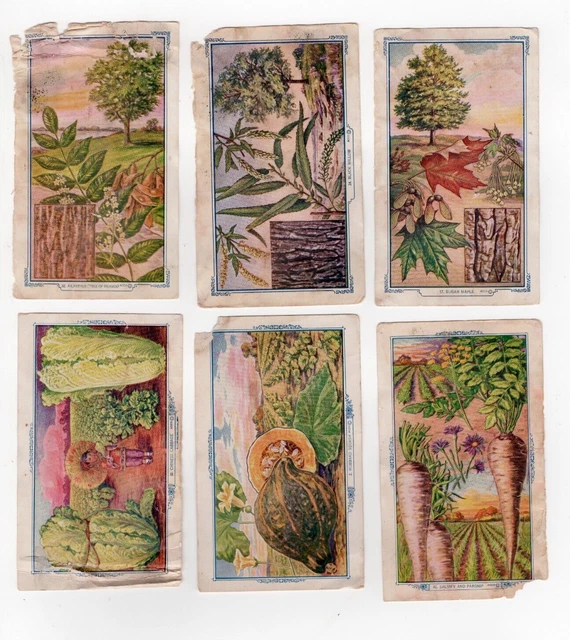Lot of 6 Hansen Baking Company Botanical Artwork Fact Prints Victorian Era